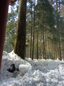 木から雪